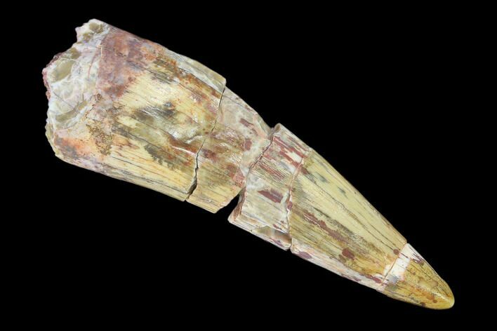 Bargain, Fossil Phytosaur (Machaeroprosopus) Tooth - New Mexico #133294